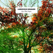 Ludovico Einaudi: In a Time Lapse