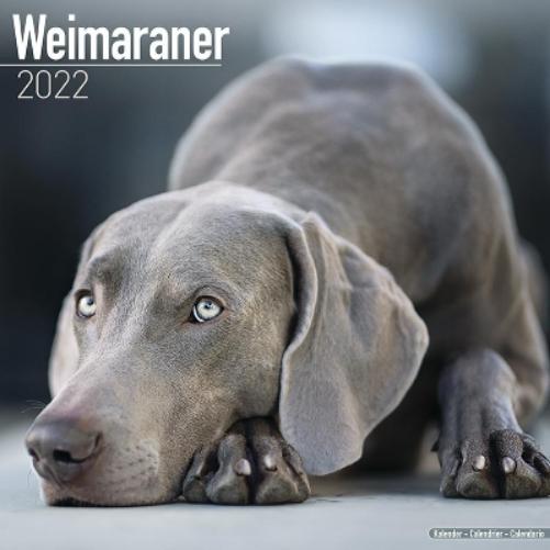Weimaraner 2022 Wall Calendar