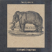 Pachyderm