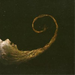 Vermiculatus