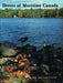 Decoys of Maritime Canada