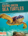 Saving Green Sea Turtles