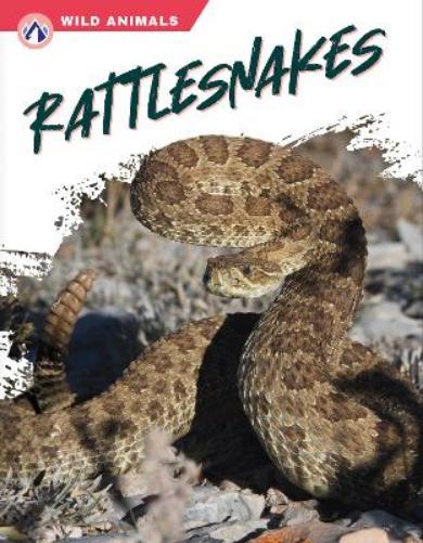 Rattlesnakes (Wild Animals