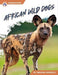 African Wild Dogs