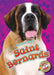 Saint Bernards