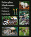 Psilocybin Mushrooms in Their Natural Habitats