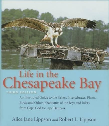 Life In The Chesapeake Bay