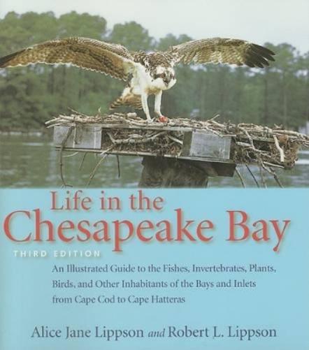 Life In The Chesapeake Bay