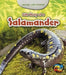 Animal Life Stories Life Story of a Salamander