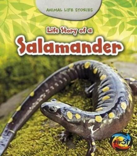 Animal Life Stories Life Story of a Salamander