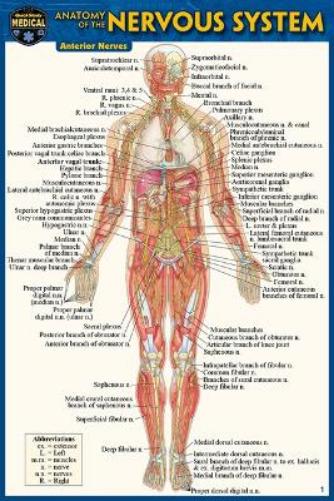 Anatomy of the Nervous System (Pocket-Sized Edition -4x6 Inches)