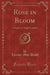 Rose in Bloom