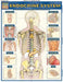 Endocrine System