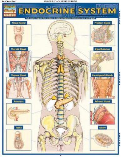 Endocrine System