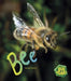 Bug Books Bee