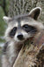 Raccoon Blank Journal