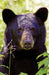 Black Bear Portrait Blank Journal