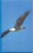 Eagle Blank Journal
