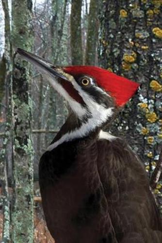 Pileated Woodpecker Blank Journal