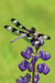 Dragonfly Blank Journal