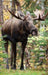 Moose Blank Journal
