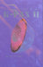 K-Pax II