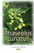 Phaseolus Lunatus