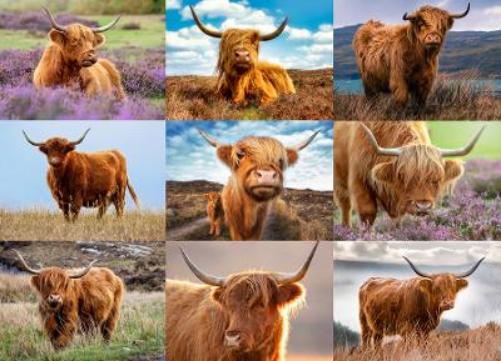 Highland Cows 1000-Piece Puzzle