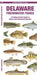 Delaware Freshwater Fishes
