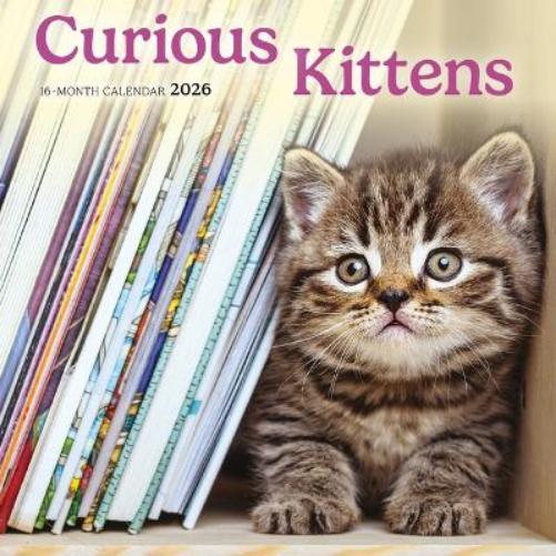 Curious Kittens
