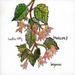 Begonias