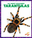 Tarantulas
