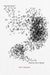 Murmuration