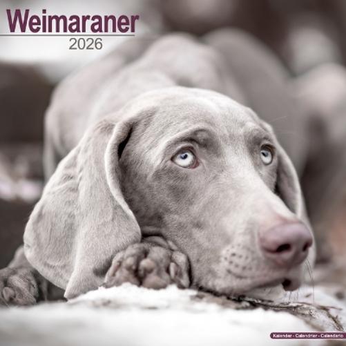 Weimaraner Calendar 2026  Square Dog Breed Wall Calendar - 16 Month