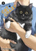 Cat + Crazy Volume 3