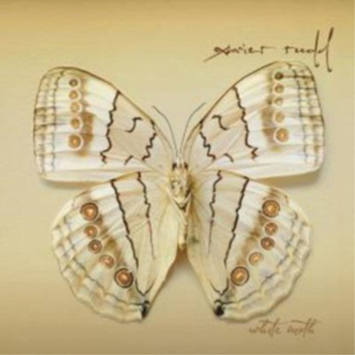 White Moth