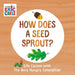 The How Does a Seed Sprout?