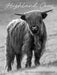 Highland Cows 2027 Engagement