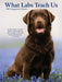 What Labs Teach Us 2027 Engagement