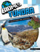 Tundra Ecosystems and Habitats