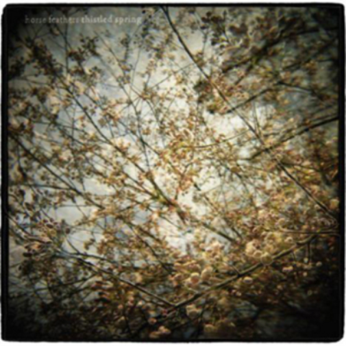 Thistled Spring