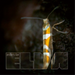 Elva