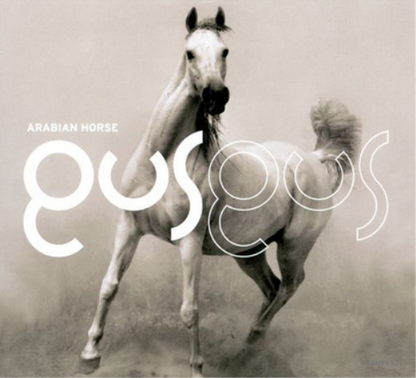 Arabian Horse