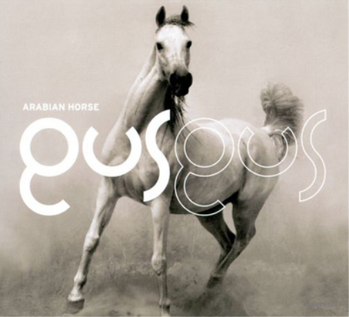 Arabian Horse