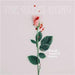 Bloody Noses & Roses