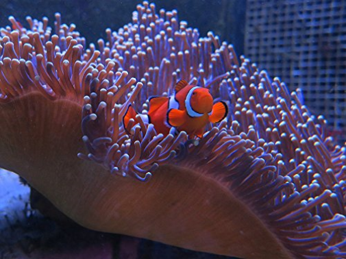 David Attenborough: Great Barrier Reef