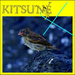 Kitsun X