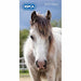 Rspca Slim Diary 2023 Stationery