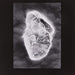 In Vitro (Colored Vinyl/Limited)