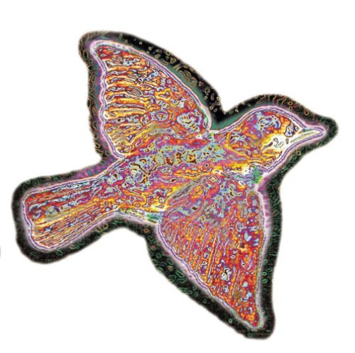 Widespread Panic-Til The Medecine Takes
